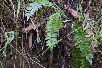 Pellaea falcata, photographed by Thomas Mesaglio