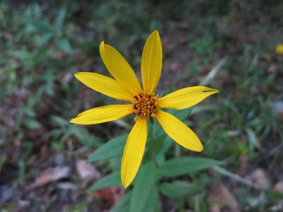 Helianthus eggertii, photographed by Evan M. Raskin