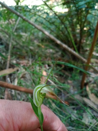 Pterostylis decurva, photographed by Nina Kerr