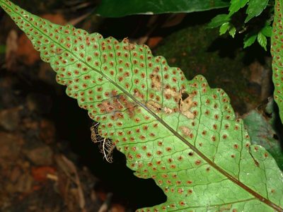 Tectaria decurrens, photographed by Jacy Chen