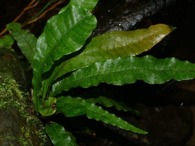 Leptochilus hemionitideus, photographed by Jacy Chen