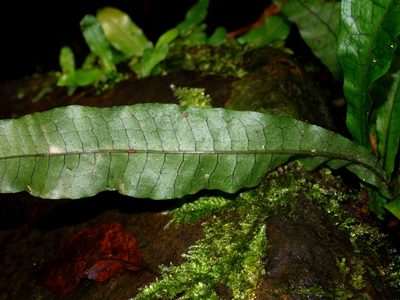 Leptochilus hemionitideus, photographed by Jacy Chen