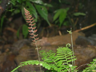 Bolbitis appendiculata, photographed by Jacy Chen