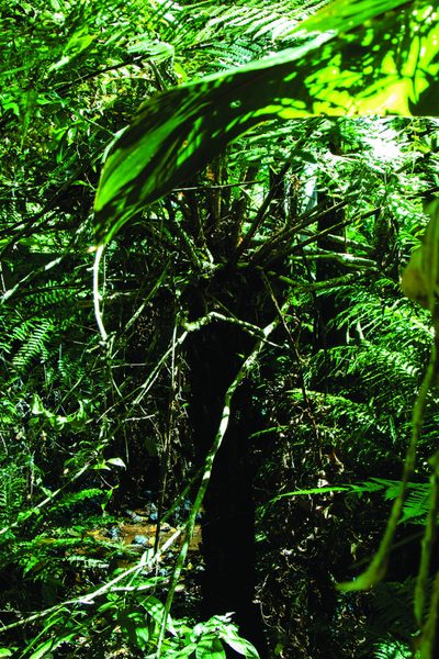 Cyathea atrovirens, photographed by Matías