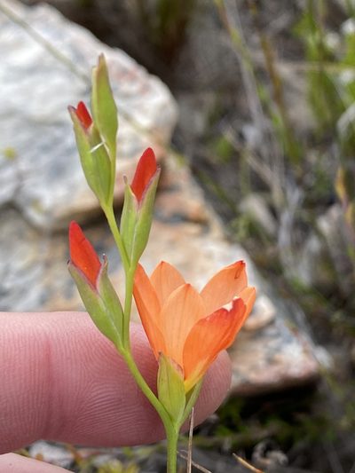 Gladiolus brevitubus, photographed by Dave U