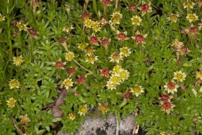 Saxifraga sedoides, photographed by Drepanostoma
