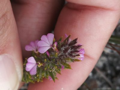 Muraltia thunbergii, photographed by sharndreheuvel