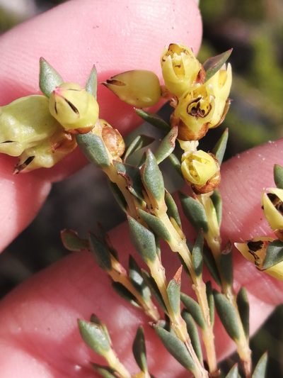 Penaea fruticulosa, photographed by sharndreheuvel