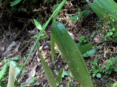 Lophatherum gracile, photographed by Jacy Chen