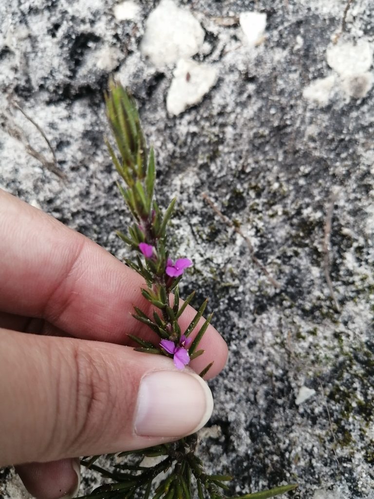 Muraltia brachypetala, photographed by sharndreheuvel