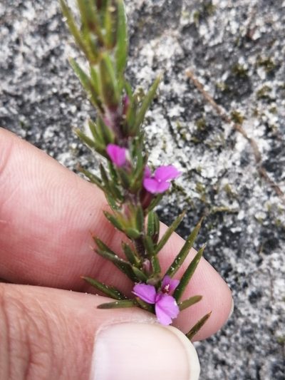 Muraltia brachypetala, photographed by sharndreheuvel
