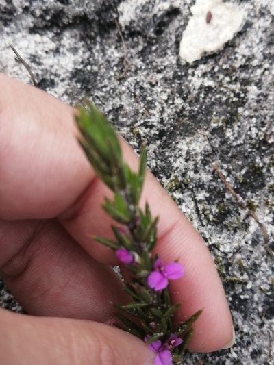 Muraltia brachypetala, photographed by sharndreheuvel