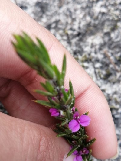 Muraltia brachypetala, photographed by sharndreheuvel