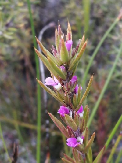 Muraltia brachypetala, photographed by sharndreheuvel