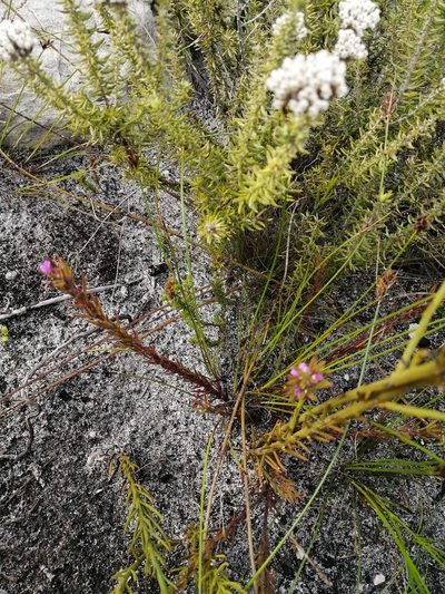 Muraltia brachypetala, photographed by sharndreheuvel