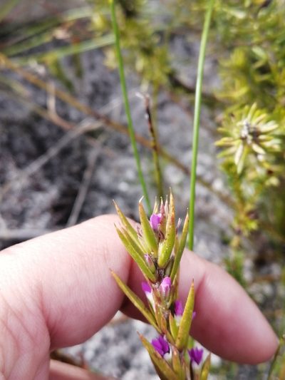 Muraltia brachypetala, photographed by sharndreheuvel