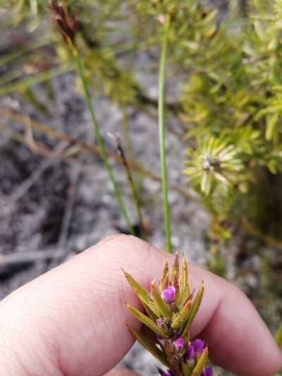 Muraltia brachypetala, photographed by sharndreheuvel