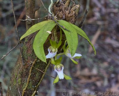 Sarcochilus australis, photographed by Brendan Costello
