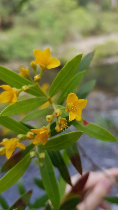 Tristania neriifolia, photographed by Sofia Zvolanek