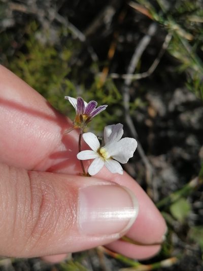 Nemesia psammophila, photographed by sharndreheuvel