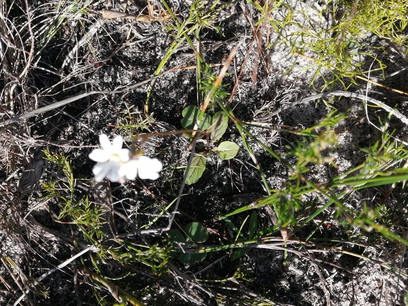 Nemesia psammophila, photographed by sharndreheuvel