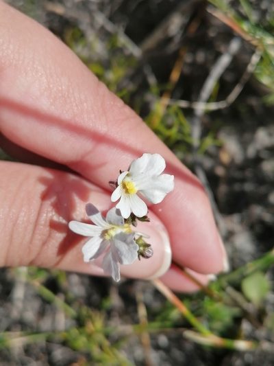 Nemesia psammophila, photographed by sharndreheuvel