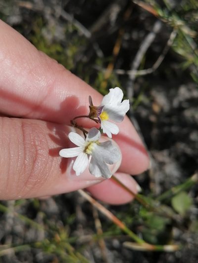 Nemesia psammophila, photographed by sharndreheuvel