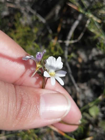 Nemesia psammophila, photographed by sharndreheuvel