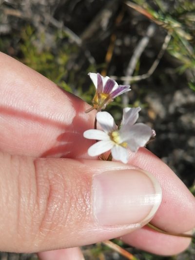 Nemesia psammophila, photographed by sharndreheuvel