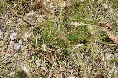 Rytidosperma erianthum, photographed by Ben Fisher
