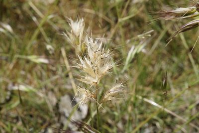 Rytidosperma erianthum, photographed by Ben Fisher