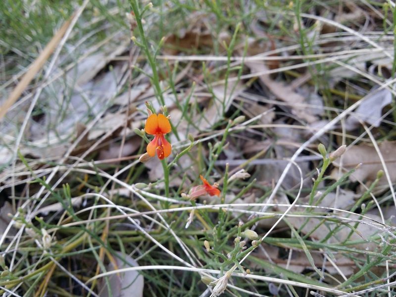 Jacksonia sericea, photographed by Helium Luo