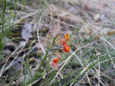 Jacksonia sericea, photographed by Helium Luo