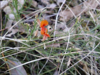 Jacksonia sericea, photographed by Helium Luo
