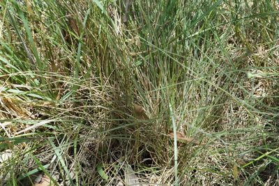 Poa morrisii, photographed by Ben Fisher