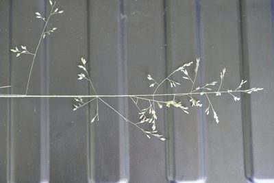 Poa morrisii, photographed by Ben Fisher
