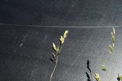 Poa morrisii, photographed by Ben Fisher