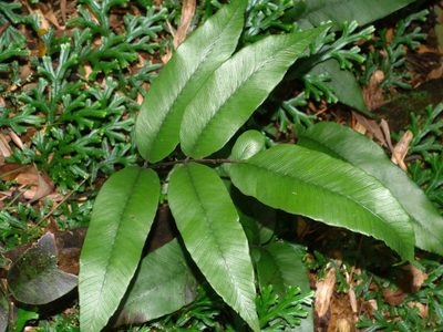 Diplazium lineolatum, photographed by Jacy Chen