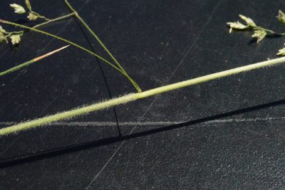 Poa morrisii, photographed by Ben Fisher