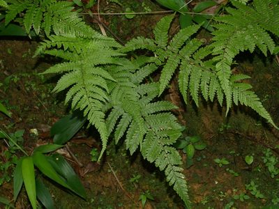 Metathelypteris uraiensis, photographed by Jacy Chen