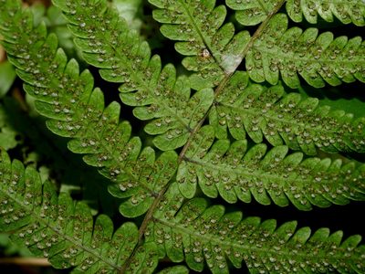 Metathelypteris uraiensis, photographed by Jacy Chen