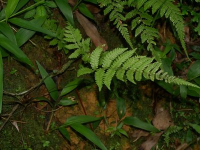Metathelypteris uraiensis, photographed by Jacy Chen
