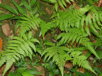 Metathelypteris uraiensis, photographed by Jacy Chen