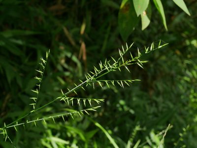 Lophatherum gracile, photographed by Jacy Chen