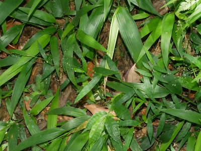 Cyrtococcum patens, photographed by Jacy Chen