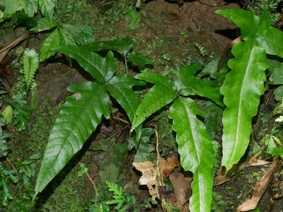 Tectaria simonsii, photographed by Jacy Chen