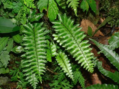 Hymenasplenium apogamum, photographed by Jacy Chen