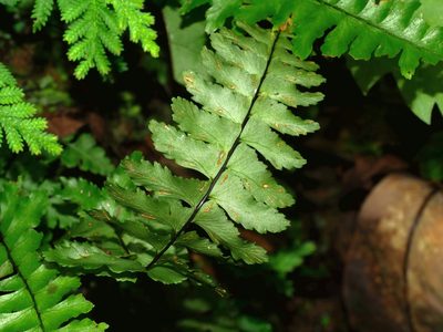 Hymenasplenium apogamum, photographed by Jacy Chen