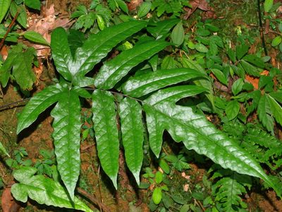 Tectaria simonsii, photographed by Jacy Chen