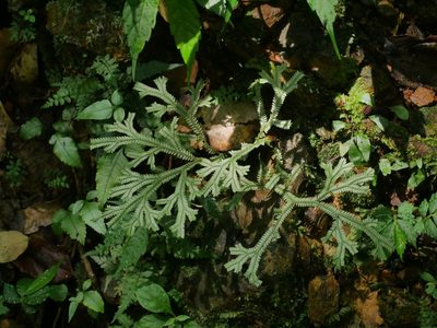 Selaginella doederleinii, photographed by Jacy Chen